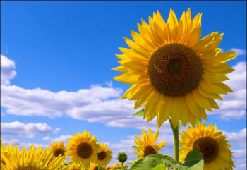 Готовое производство подсолнечного масла с оборудованием